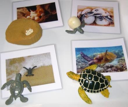 4-piece GREEN SEA TURTLE LIFE CYCLE & matching cards
