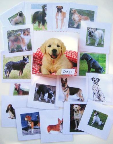 Choice 29 DOG cards and presentation box