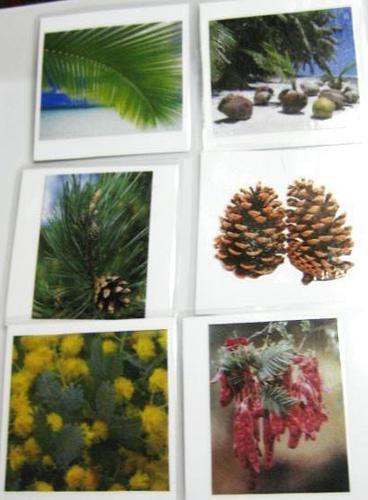 6-card LEAVES and SEEDS, Set #1