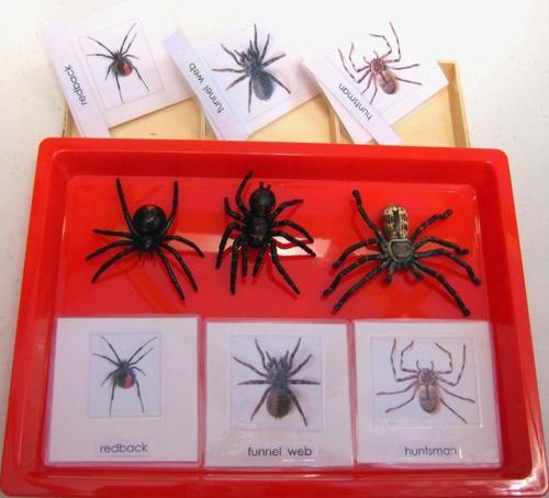 3-6 Language: 3-Part Cards and Objects