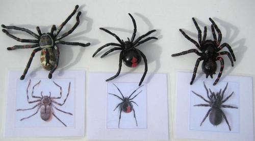 3 AUSTRALIAN SPIDERS & matching cards