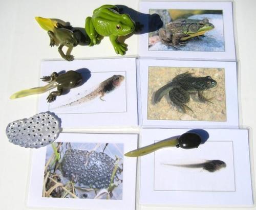 5-piece FROG LIFE CYCLE & matching cards