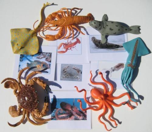 6 SMALLER SEA LIFE ANIMALS & matching cards, Set # 2