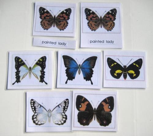 6 AUSSIE BUTTERFLIES, Set #2, in 3-part cards