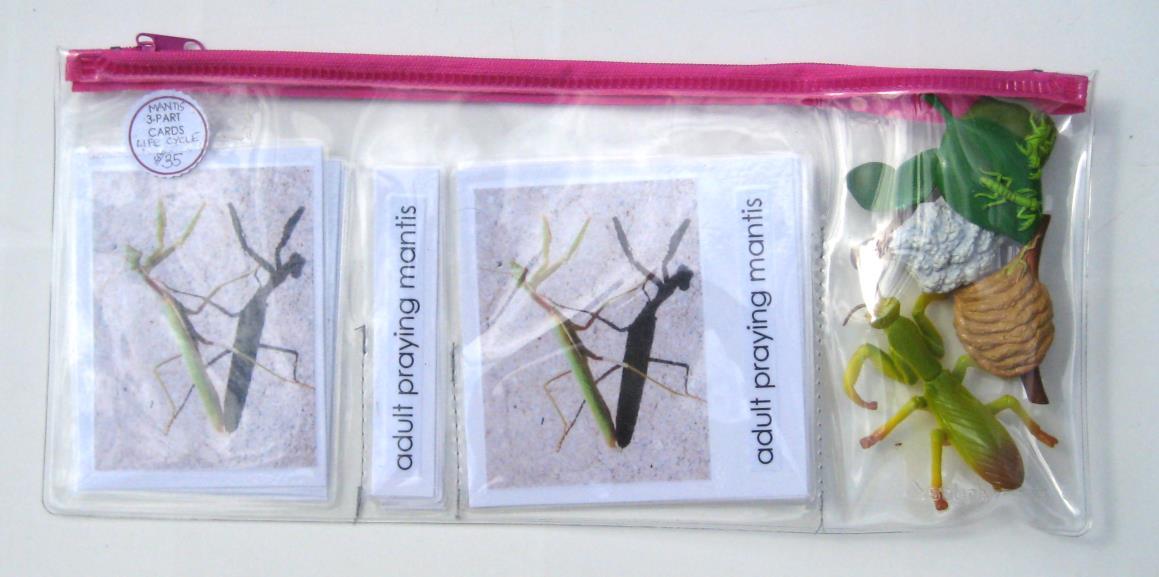 4-piece PRAYING MANTIS Life Cycle & matching cards — view 4