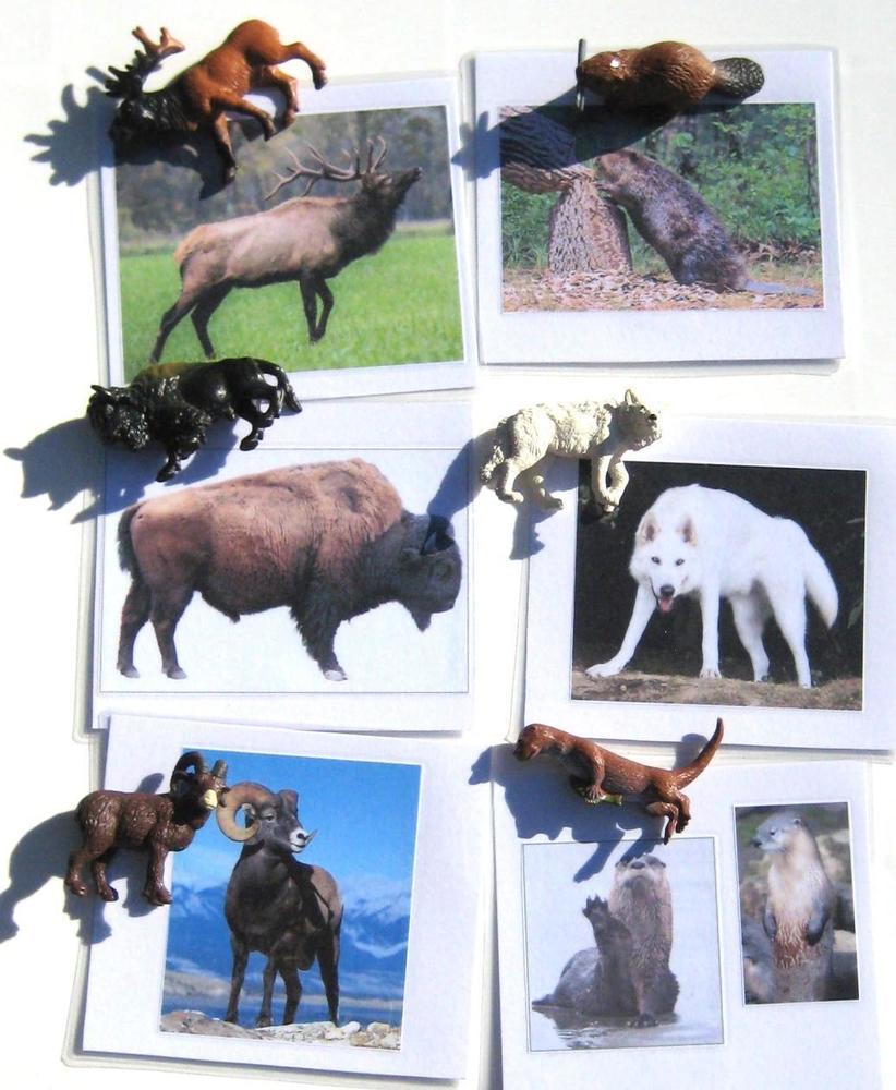 6 NORTH AMERICAN ANIMALS & matching cards, Set #2