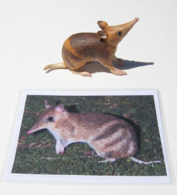 0-3 Language: Cards and Objects