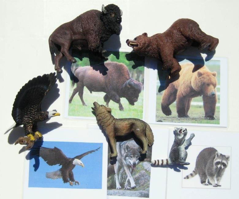 5 LARGE NORTH AMERICAN animals & matching cards