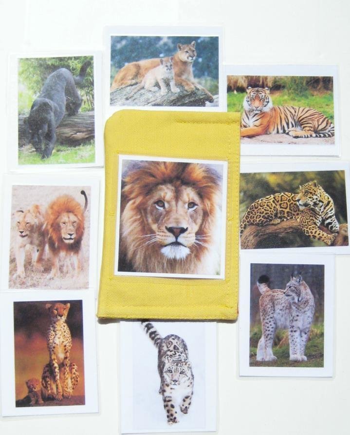 8 WILD CATS cards only — view 3