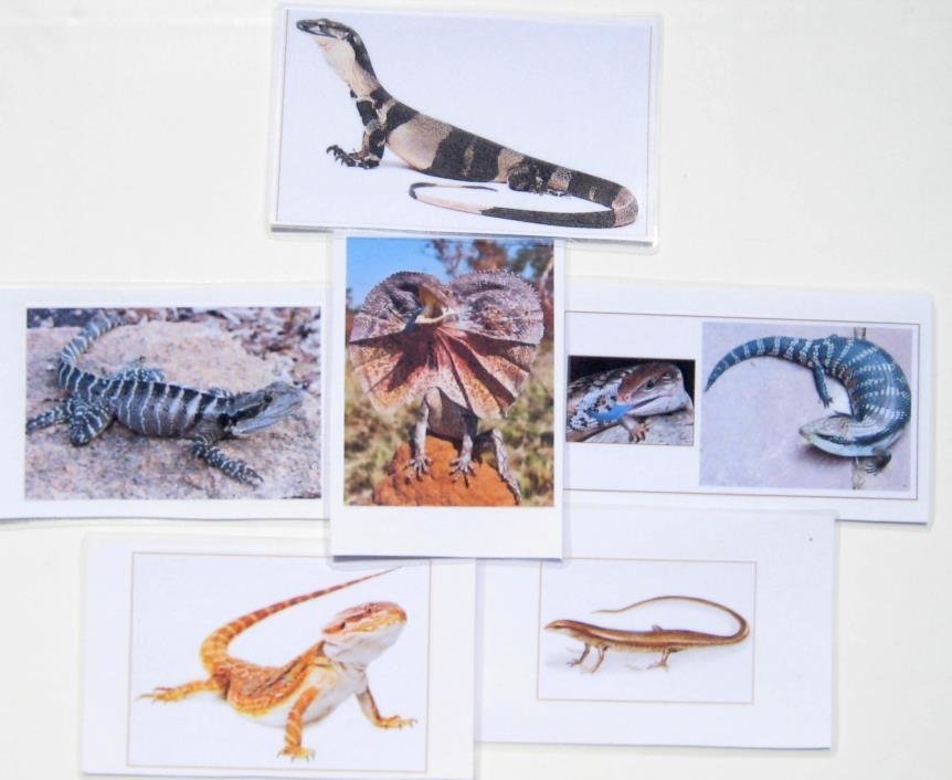 6 AUSTRALIAN LIZARDS cards only