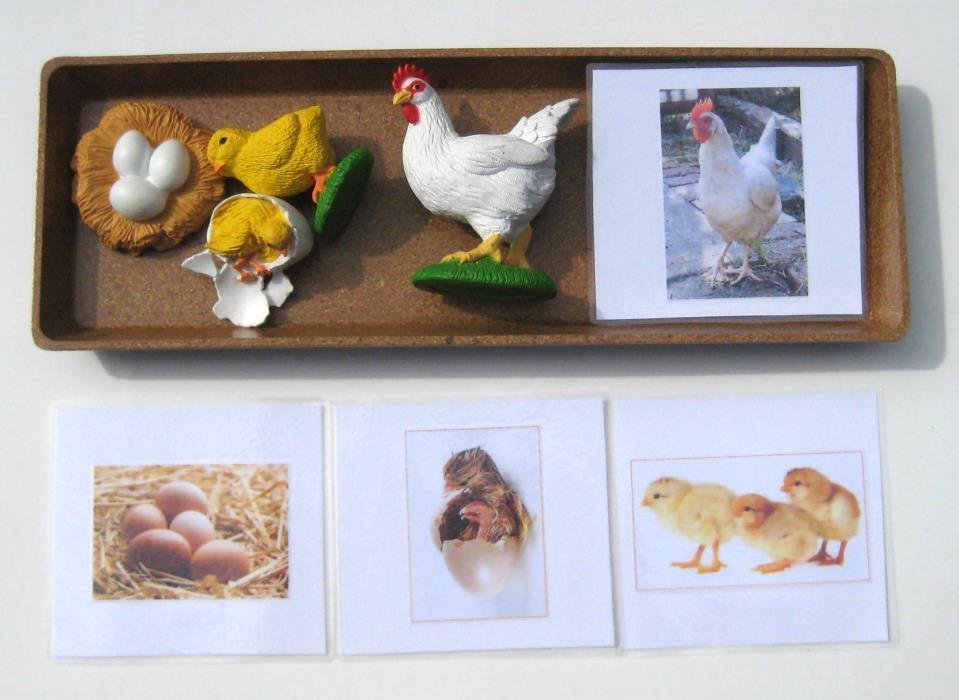 4-Piece CHICKEN LIFE CYCLE & matching cards
