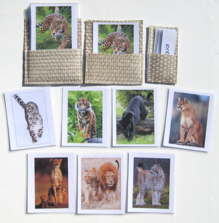 8 WILDCATS on 3-part cards