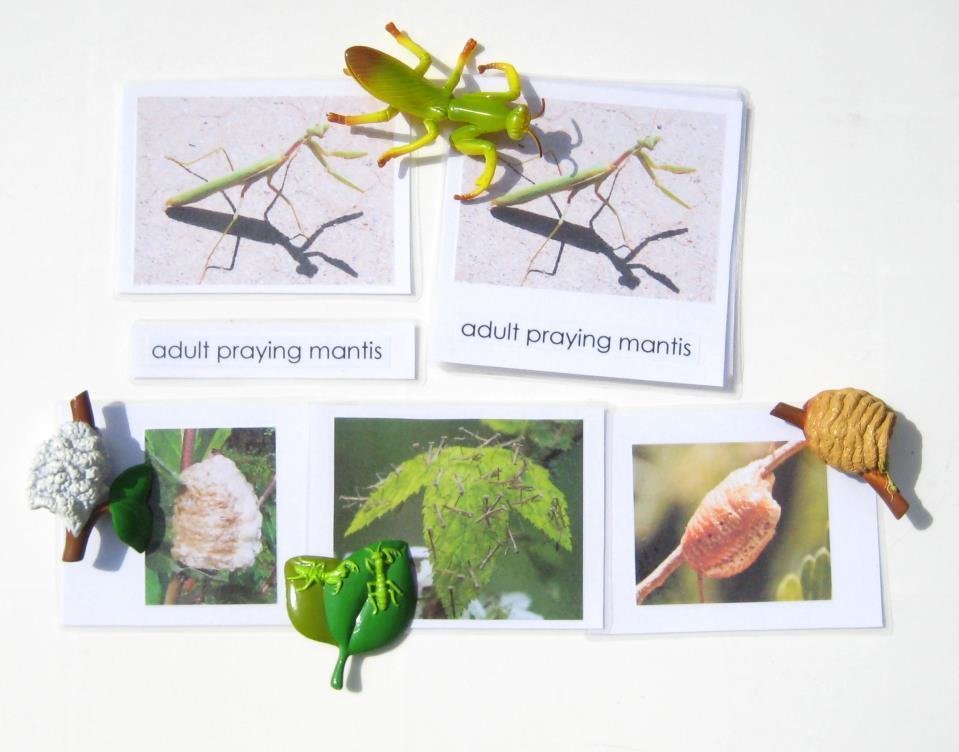4-piece PRAYING MANTIS Life Cycle & matching 3-part cards