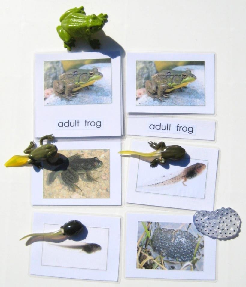 5-piece FROG Life Cycle & matching 3-part cards