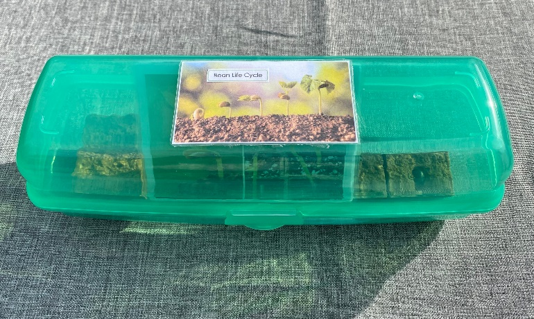 4-piece BEAN LIFE CYCLE with matching cards in container — view 3