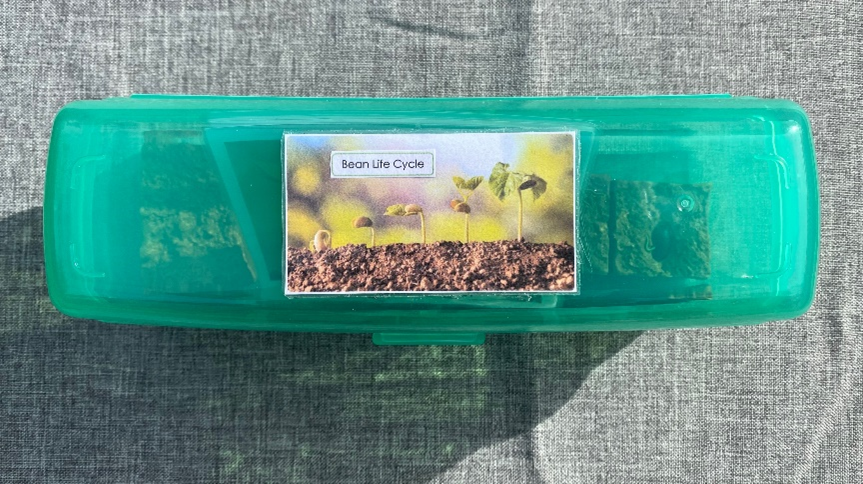 4-piece BEAN LIFE CYCLE with matching cards in container — view 2