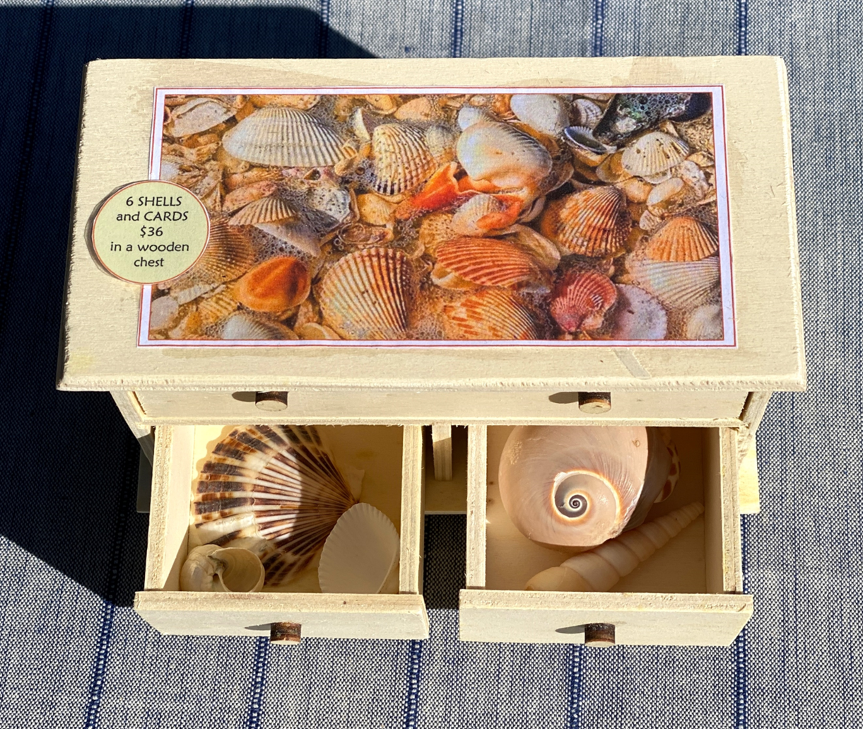 6 SHELLS with Matching Cards in Wooden Chest — view 4