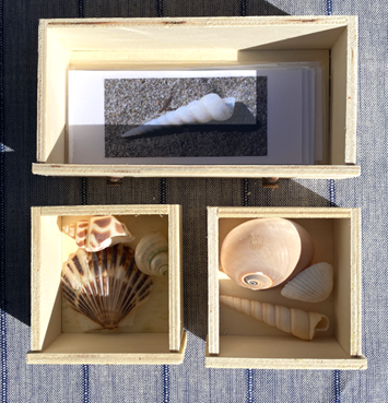 6 SHELLS with Matching Cards in Wooden Chest — view 5