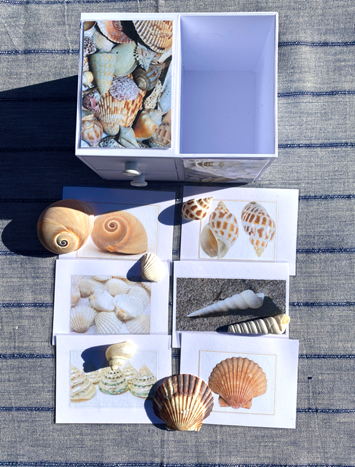 6 SHELLS with Matching Cards in Plastic Box — view 2