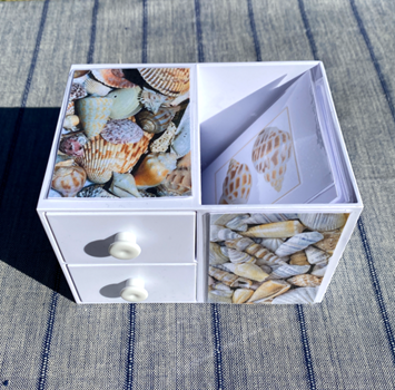 6 SHELLS with Matching Cards in Plastic Box — view 4