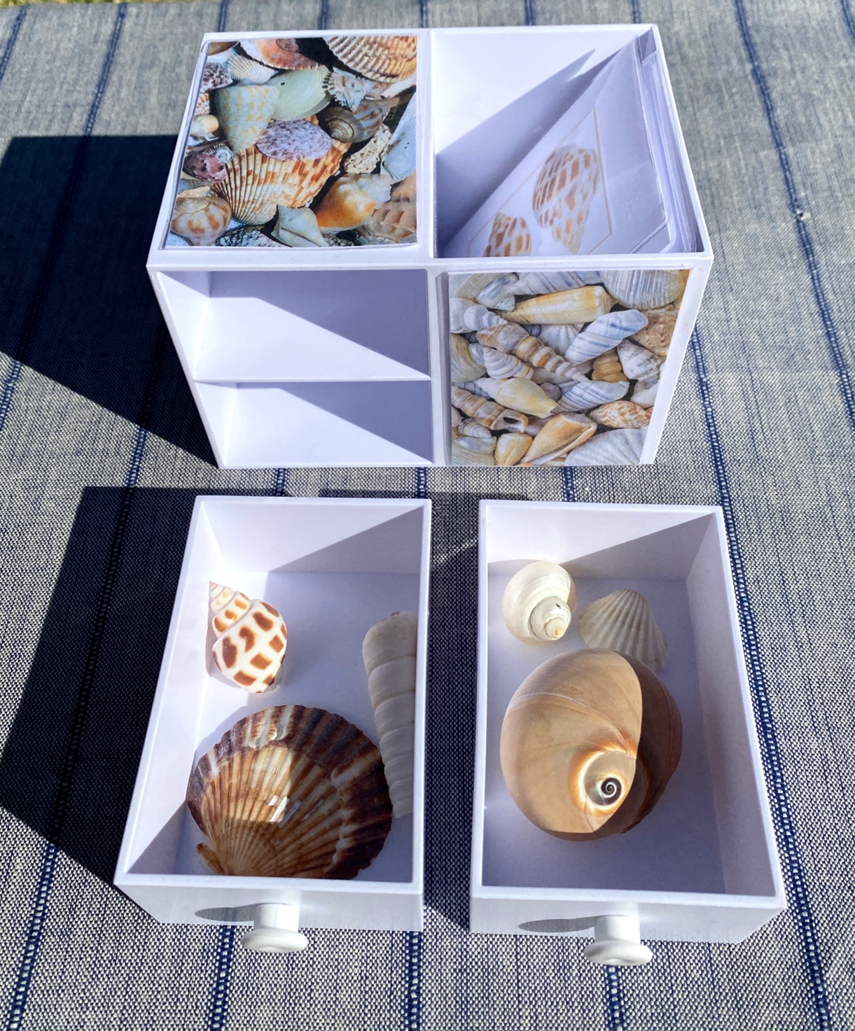 6 SHELLS with Matching Cards in Plastic Box — view 3
