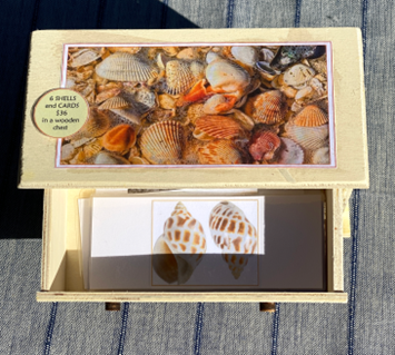 6 SHELLS with Matching Cards in Wooden Chest — view 3