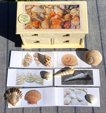 6 SHELLS with Matching Cards in Wooden Chest — view 2