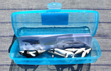 7 WHALES & matching cards in container — view 3